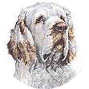 Section Clumber Spaniel�s