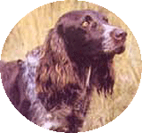 logo_nk1